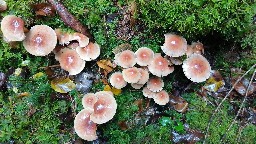 Hypholoma lateritium