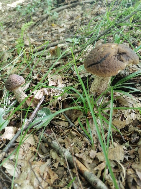Leccinellum pseudoscabrum