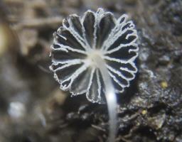 Coprinellus curtus