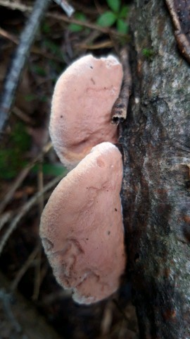 Hapalopilus nidulans