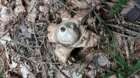 Geastrum triplex