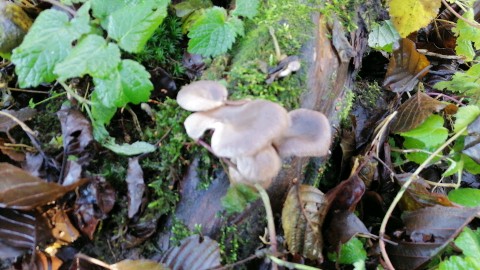 Pleurotus ostreatus