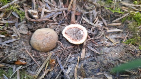 Elaphomyces granulatus