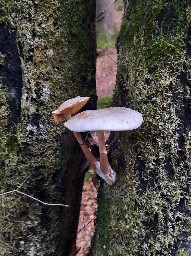 Mucidula mucida