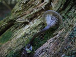 Arrhenia epichysium