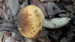 Leccinellum crocipodium