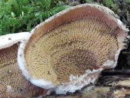 Phlebia tremellosa