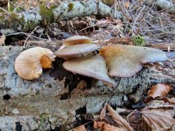Sarcomyxa serotina