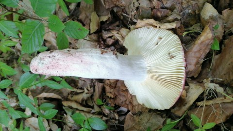 Russula rosea