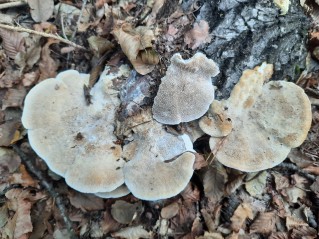 Hapalopilus nidulans