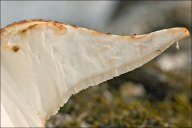 Neofavolus alveolaris