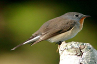 Ficedula parva