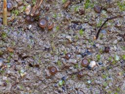 Wilcoxina gregaria