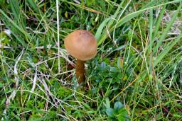 Cortinarius chrysolitus