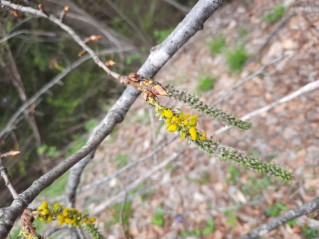 Taphrina johansonii