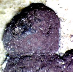 Hypoxylon fuscum