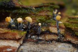 Nectria gracilipes