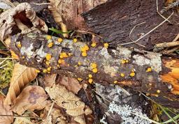 Dacrymyces capitatus