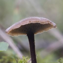 Auriscalpium vulgare