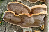 Xanthoporia radiata