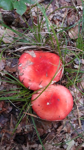 Russula rosea