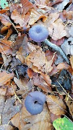 Laccaria amethystina