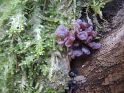 Ascocoryne sarcoides