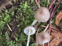 Mycena epipterygia