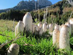 Coprinus comatus