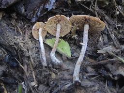 Conocybe vestita