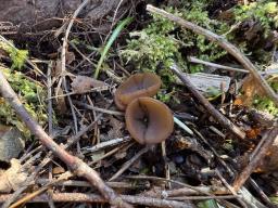Dumontinia tuberosa