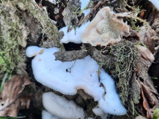 Phlebia tremellosa