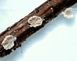Clitopilus hobsonii