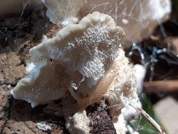 Trametopsis cervina