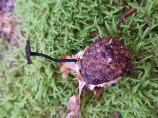 Auriscalpium vulgare