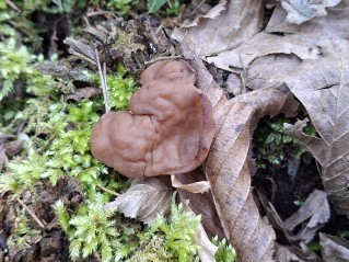 Discina ancilis