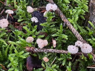 Marasmius bulliardii