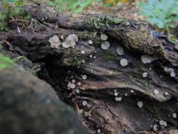 Tatraea dumbirensis