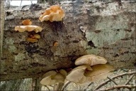 Sarcomyxa serotina