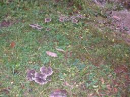 Tricholoma terreum