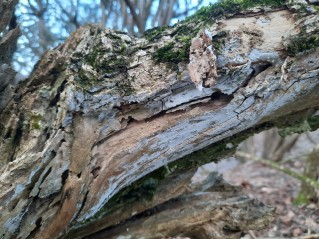 Lyomyces sambuci