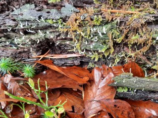 Multiclavula mucida