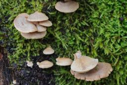 Panellus stipticus