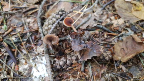 Auriscalpium vulgare