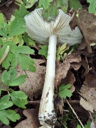 Megacollybia platyphylla