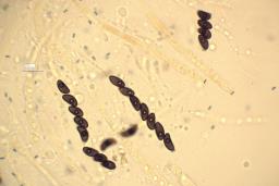 Hypoxylon howeanum