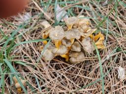 Craterellus lutescens