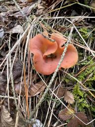 Guepinia helvelloides