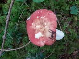 Russula amarissima
