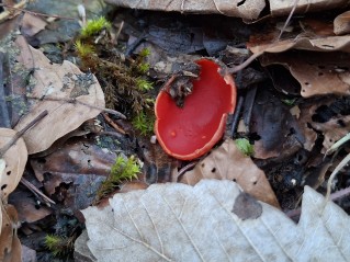 Sarcoscypha austriaca